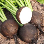 Насіння редьки