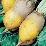 Насіння кормового буряка