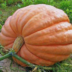 Насіння гарбуза