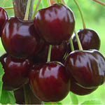 Саджанці плодових дерев