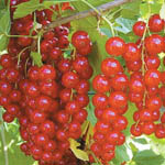 Саджанці ягідних кущів