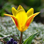 Тюльпани Кауфмана