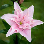 Набори лілій