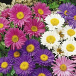 Інші насіння квітів