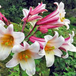 Цибулини лілії орлеанської