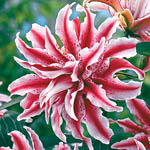 Цибулини східної лілії