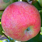 Садженці яблуні