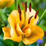 Цибулини ЛА лілії