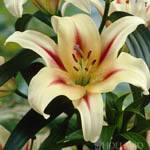 Цибулини ОТ лілії