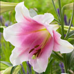 Цибулини ЛО лілії