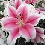 Цибулини ЛОО лілії