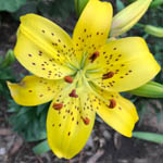 Цибулини лілії тигровій