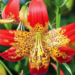 Видові лілії цибулини