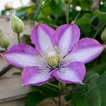 Саджанці декоративних чагарників