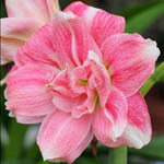 Гиппеаструмы