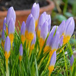 Крокусы