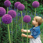 Мелколуковичные