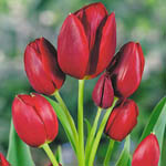 Наборы осенних луковичных