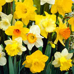Нарциссы