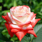 Чайно-гібридні троянди