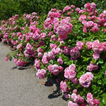 Троянди флорибунда