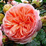 Троянди шраб