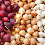 Цибуля-сіянка