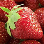 Полуниця Фріго