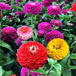 Насіння однорічних квітів