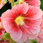 Насіння дворічних квітів