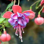 Насіння кімнатних квітів