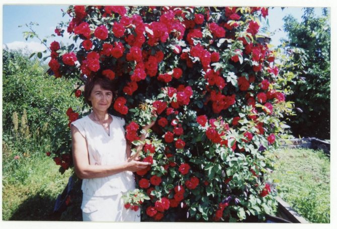 Посадковий матеріал: вибираємо найкращі рослини та дерева для місцевого клімату Посадковий матеріал: вибираємо найкращі рослини та дерева для місцевого клімату