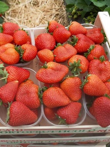 Перші кроки у вирощуванні суниці