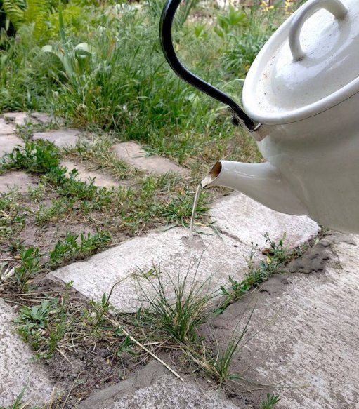 Досить полоти, або як перемогти п’ять злісних бур’янів