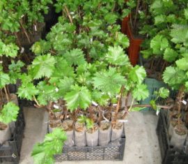 Посадка саджанця, що вегетує.