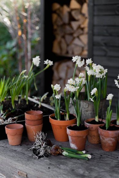 Нарциси в горщику Нарциси в горщику