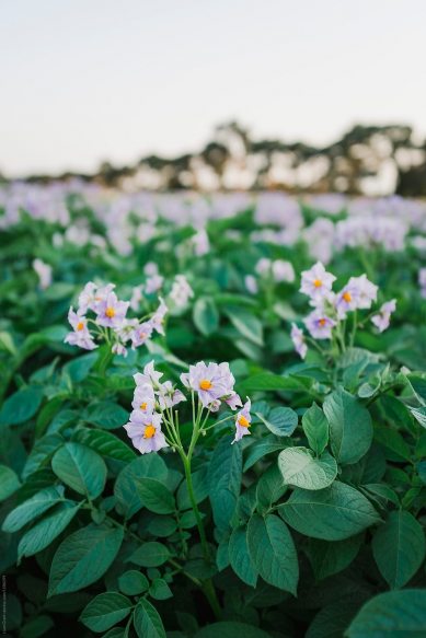 Підвищуємо врожайність: сучасні технології вирощування картоплі Підвищуємо врожайність: сучасні технології вирощування картоплі