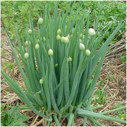 Чому цибуля стрілкується і як цього уникнути: поради щодо профілактики стрілкування