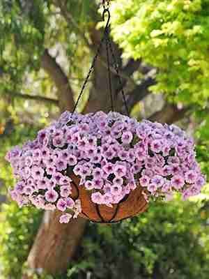 Вирощування петуній на балконі: правильний вибір рослин та догляд за ними Вирощування петуній на балконі: правильний вибір рослин та догляд за ними