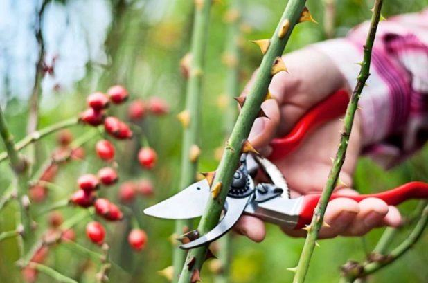 Основи осінньої обрізки троянд: поради для садівників