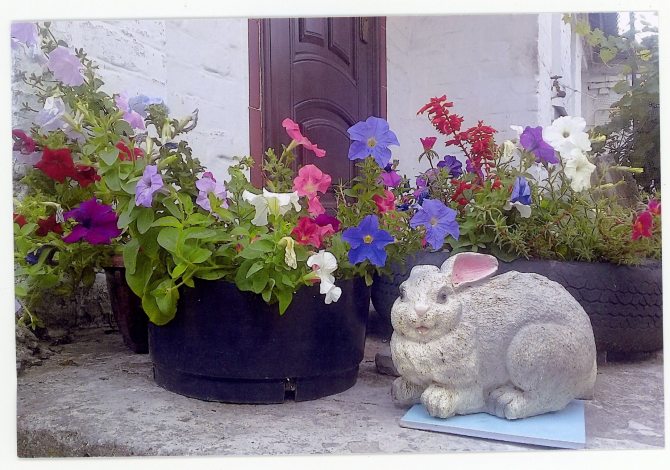 Петунія: секрети успішного вирощування гарних рослин