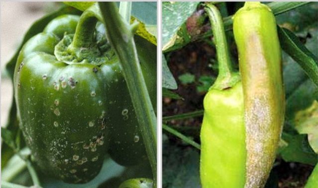 Хвороби перцю Хвороби перцю