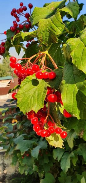 Калинові секрети Калинові секрети