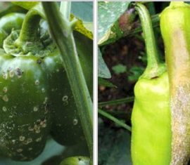 Хвороби перцю