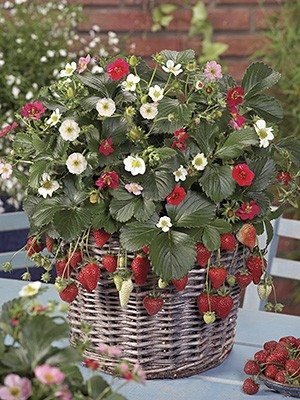 Вирощуємо розсаду великоплідної суниці з насіння: поради та рекомендації Вирощуємо розсаду великоплідної суниці з насіння: поради та рекомендації