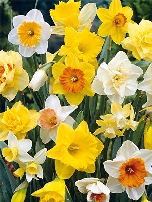 Нарциси: основні види, правильний догляд та вирощування на дачі Нарциси: основні види, правильний догляд та вирощування на дачі