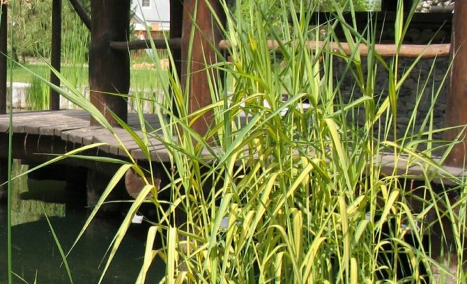 Універсальний злак Універсальний злак