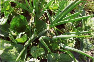 Спосіб ущільненої посадки овочів: економимо місце на городі Спосіб ущільненої посадки овочів: економимо місце на городі