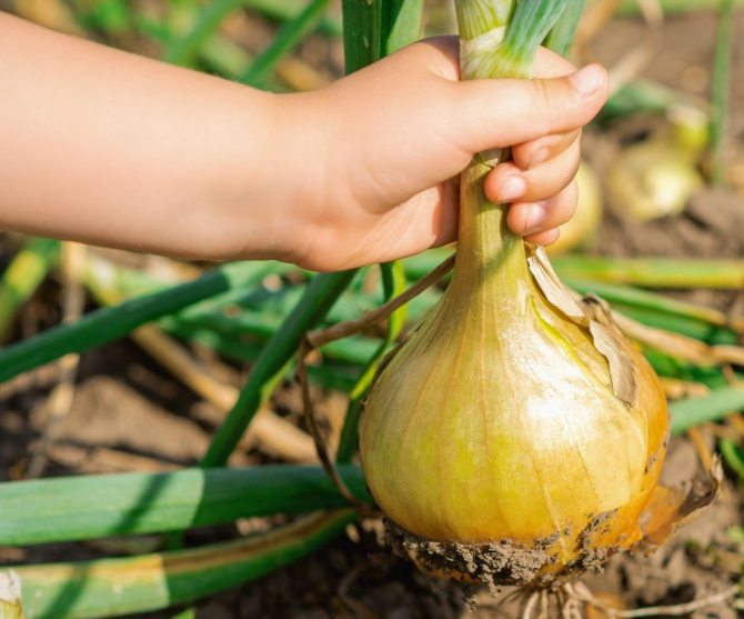 Цибуля-тиканка під зиму