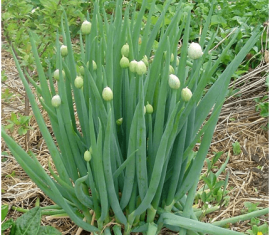 Чому цибуля стрілкується і як цього уникнути: поради щодо профілактики стрілкування